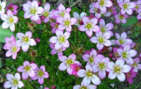 Lomikámen arendsův bílo-růžový - Saxifraga x arendsii  SAZENICE